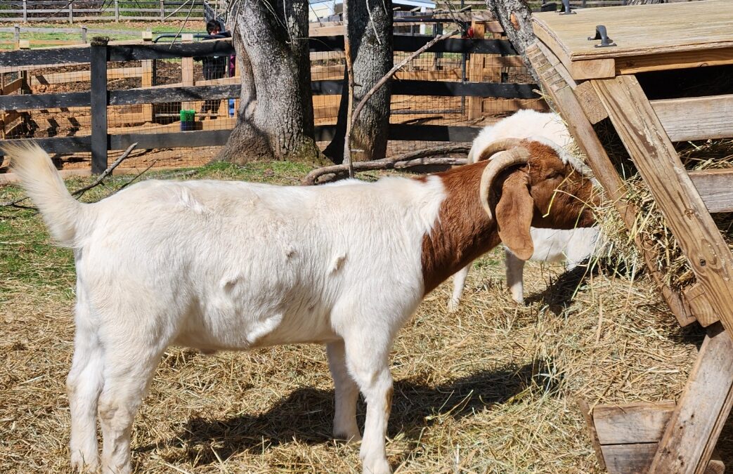 Goat with white body, brown head, and horns eats hay