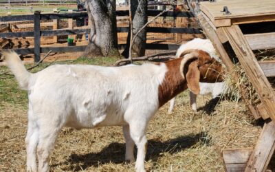 MoCo Greens Visit Rosie’s Farm Sanctuary